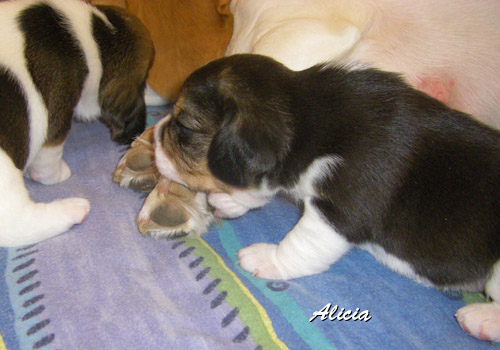 Dreifarbiger Beaglewelpe